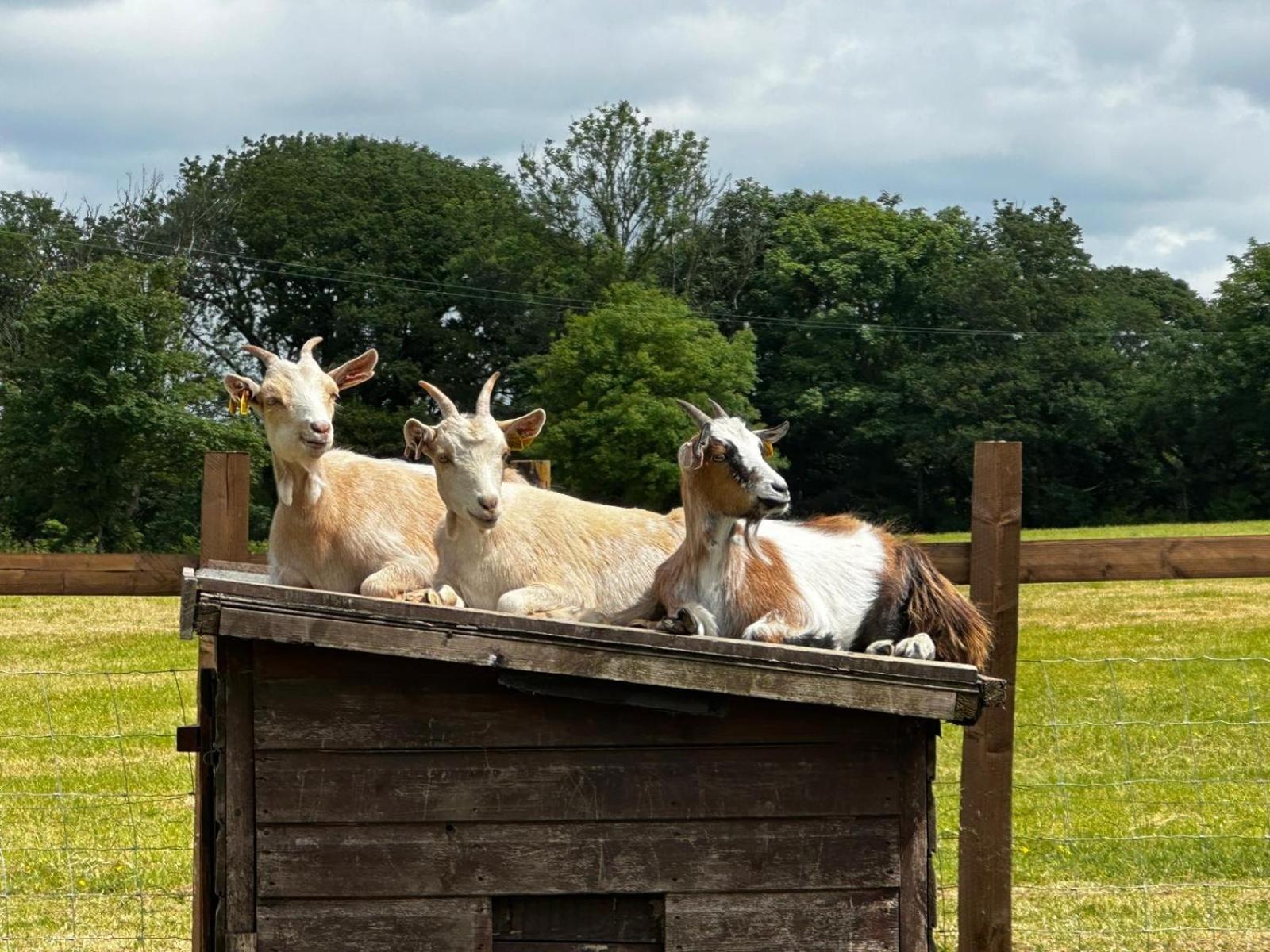 Stags Hide Minwear Exterior foto